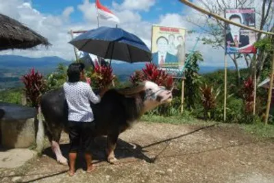 Sulawesi