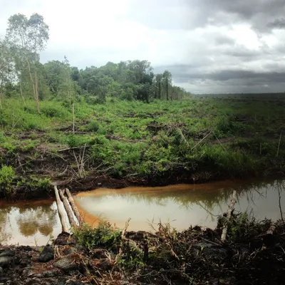 Borneo