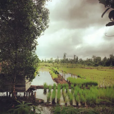 Borneo