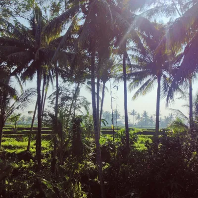 Bali