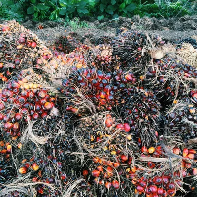 Borneo