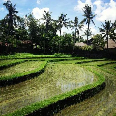 Bali